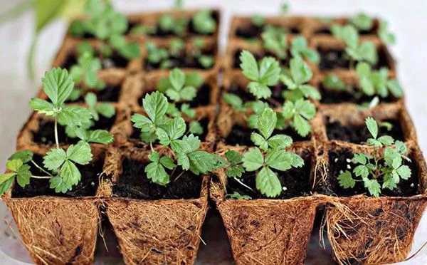 Cây dâu tây phát triển khỏe mạnh trên giàn trồng