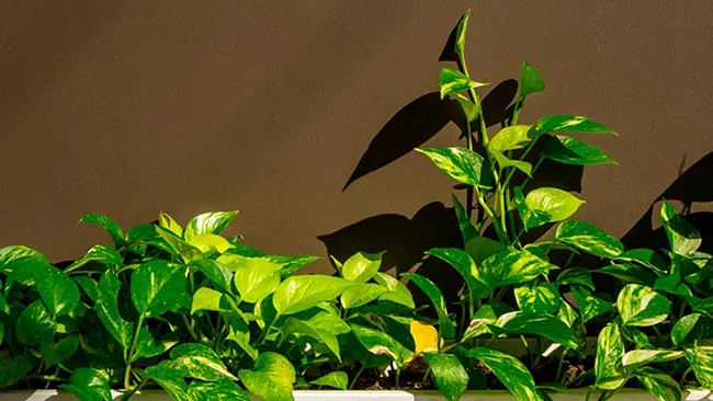 Cây dây leo Trầu Bà thanh lọc không khí và dễ chăm sóc