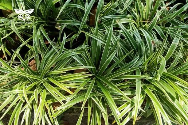 Cây dây nhện cách chăm sóc: Mô tả chi tiết đặc điểm sinh trưởng và công dụng của cây mẫu tử