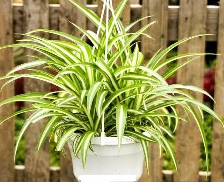 Cây dây nhện có khả năng thanh lọc formol và các chất độc hại khác, là cây cảnh nội thất dễ chăm sóc