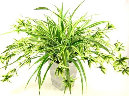 Cây Dây Nhện thanh lọc không khí, thu hút tài lộc cho tuổi Nhâm Tuất