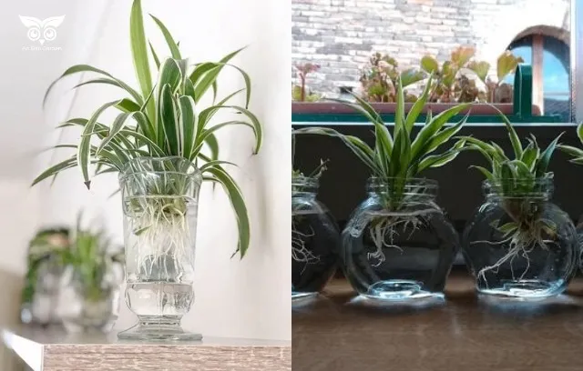 Cây dây nhện trồng trong nước