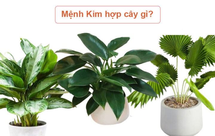 Người Mệnh Kim Nên Trồng Cây Gì Trước Nhà Để Thu Hút Đại Tài Lộc