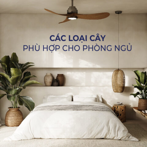 Có Nên Trồng Cây Trong Phòng Ngủ Không? Phân Tích Khoa Học & Phong Thủy Toàn Diện
