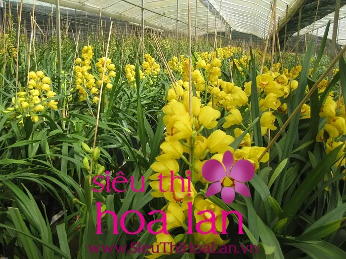 Cây địa lan Đà Lạt màu vàng được chăm sóc kỹ lưỡng trong chậu