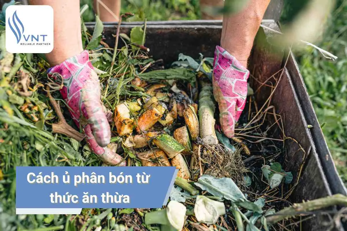 Cây điều nhuộm non đang phát triển tốt trong vườn ươm, minh họa cách trồng cây điều nhuộm
