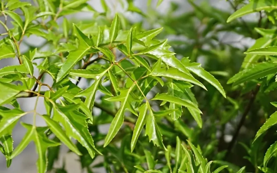 Cây đinh lăng cảnh được trồng trong chậu lớn đặt trước hiên nhà, vừa làm cảnh vừa giữ lộc