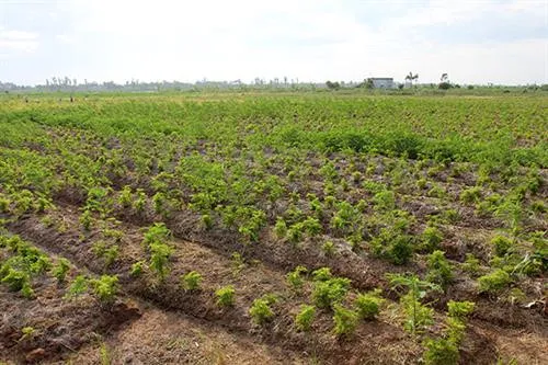 Cây đinh lăng đem lại hiệu quả kinh tế cao