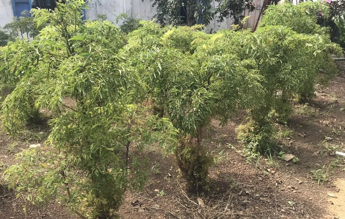 Cây Đinh Lăng, một loại cây dược liệu lâu năm có khả năng chịu hạn tốt