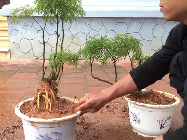 Cây đinh lăng trồng làm cảnh trong vườn, tăng vượng khí theo hướng dẫn cách trồng cây đinh lăng phong thủy