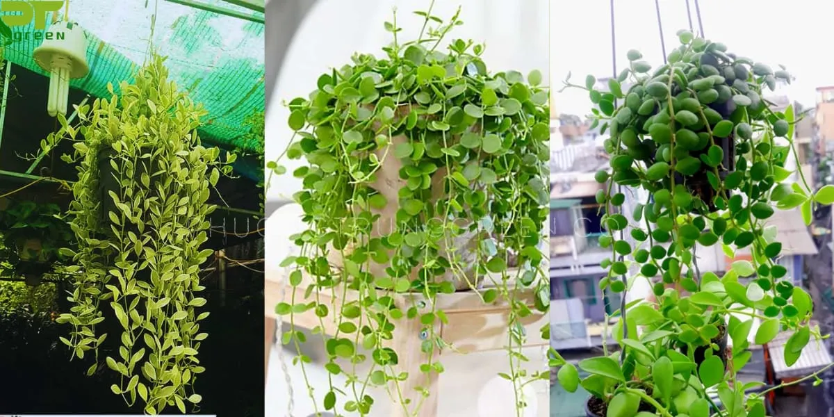 Cây Đô La dùng để trang trí không gian làm việc và phòng khách, giúp lọc không khí hiệu quả