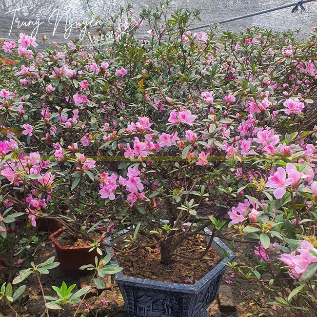 Cây Đỗ Quyên Ta Sai Hoa Với Sắc Đỏ Rực Rỡ Hút Mắt