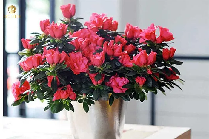Cây Đỗ Quyên với vẻ đẹp nhẹ nhàng, được ưa chuộng trồng ngoài ban công phòng thờ