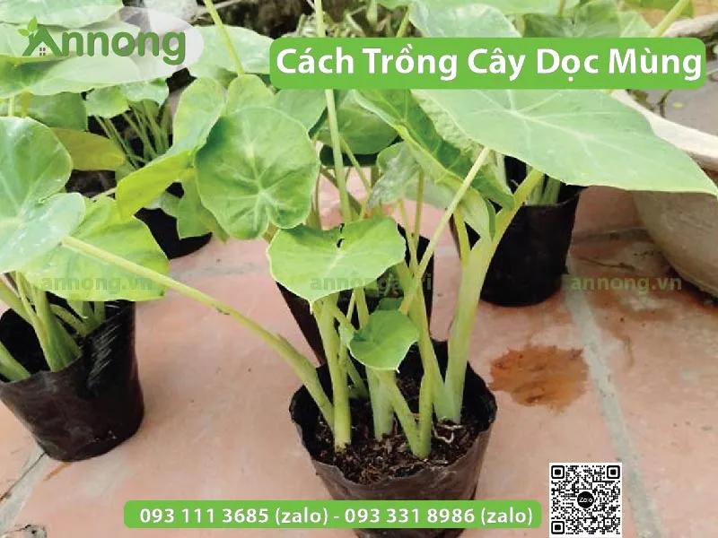 Cây dọc mùng được trồng cẩn thận trong chậu nhựa lớn trên sân thượng