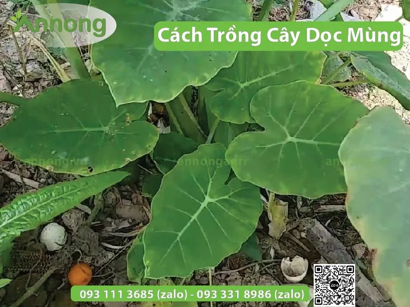 Cây dọc mùng mọc thành bùi trong điều kiện độ ẩm cao