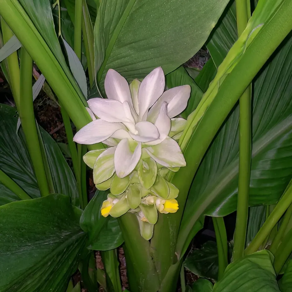 Cây dong cảnh lá xanh mướt được trồng trang trí sân vườn