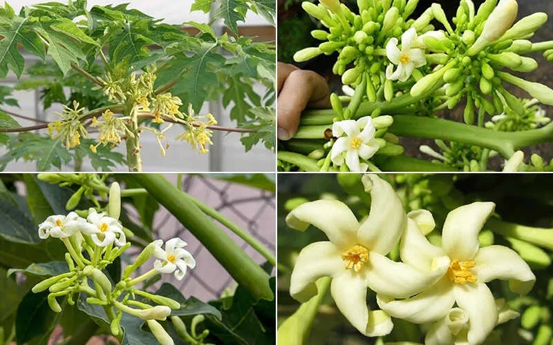 Cây đu đủ đực cho hoa thành chùm dày đặc