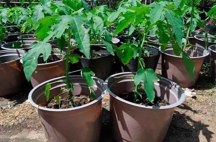 Cây đu đủ lùn đã ra trái và phát triển khỏe mạnh trong chậu cảnh