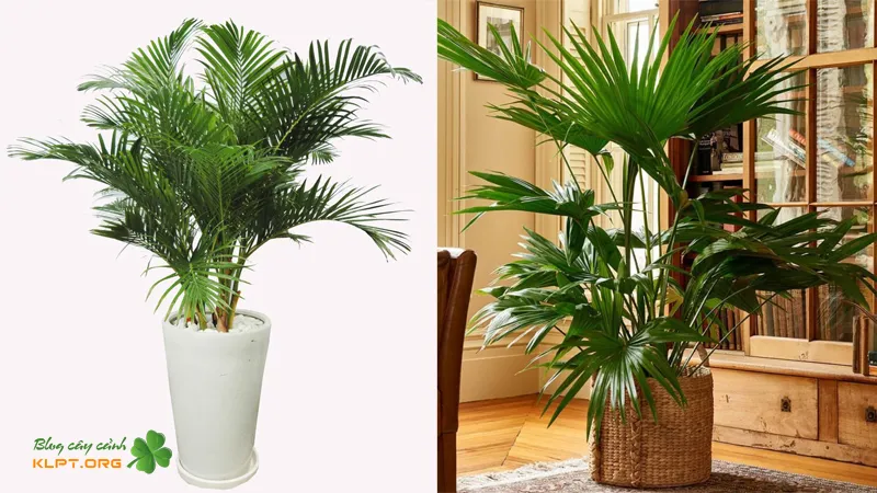 Cây dừa cảnh – kiểng trong phong thủy