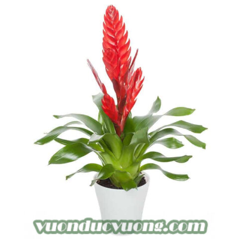 Cách Chăm Sóc Cây Dứa Cảnh Nến Đỏ: Hướng Dẫn Toàn Diện Từ Chuyên Gia