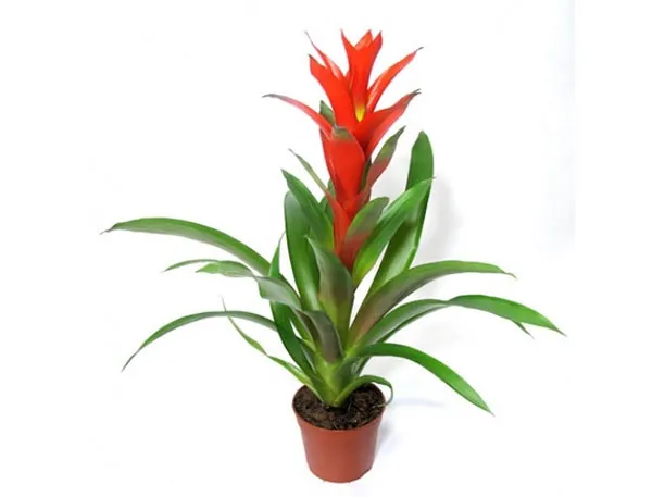 Cây Dừa Cảnh Nến giúp tuổi Nhâm Tuất nên trồng để cải thiện tình duyên