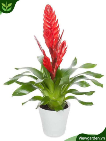 Cách Chăm Sóc Cây Dứa Cảnh Nến Đỏ: Hướng Dẫn Toàn Diện Từ Chuyên Gia