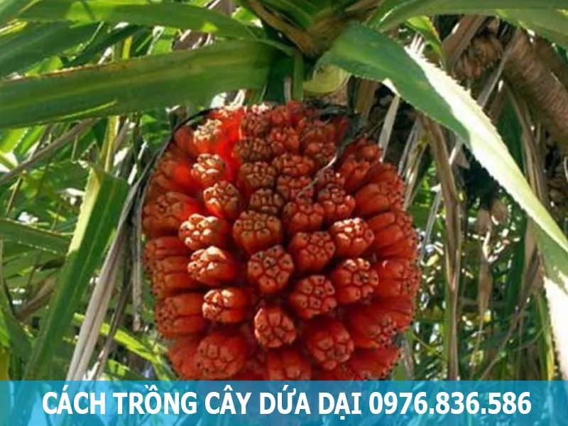 Cây dứa dại được trồng bằng phương pháp tách chồi con từ cây mẹ