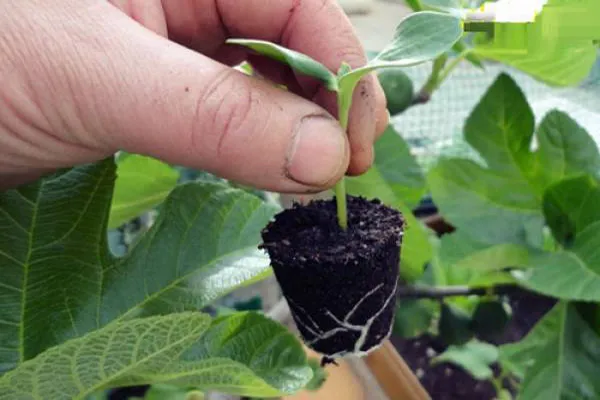 Cây dưa leo con đang phát triển khỏe mạnh sau khi được chăm sóc và bón thúc đúng cách