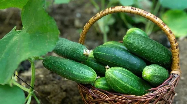 Cây dưa leo non đang phát triển mạnh mẽ