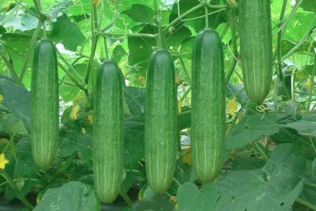 Cây dưa leo ra quả dưới điều kiện ánh sáng tốt