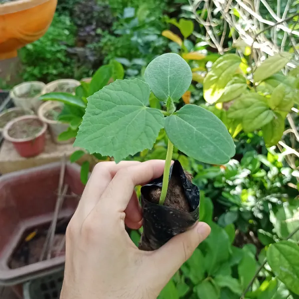 Cây dưa leo trưởng thành với nhiều quả đang phát triển trên giàn, dấu hiệu của sự chăm sóc tốt