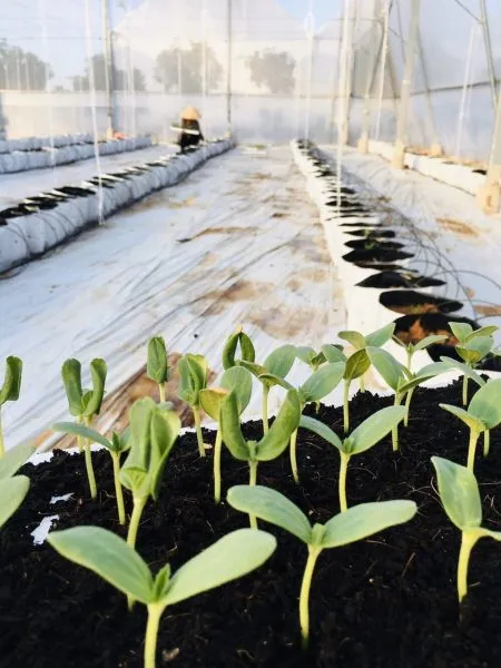 Cây dưa lưới con đang được ươm mầm trong chậu trồng, chuẩn bị cho việc cấy ghép, thể hiện cách chăm sóc cây dưa lưới từ giai đoạn đầu.