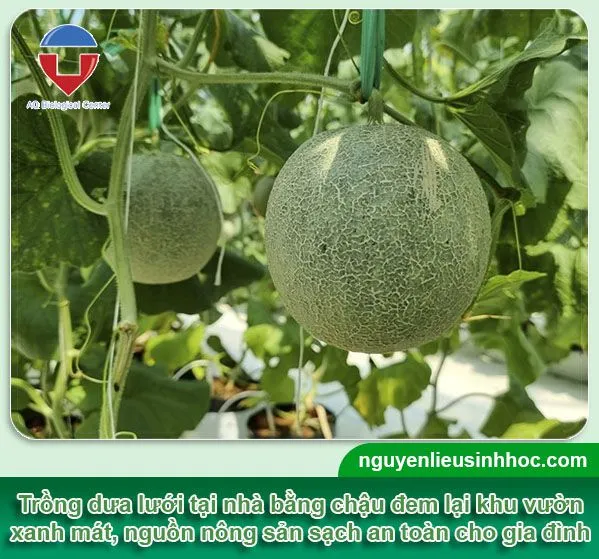 Cây dưa lưới đang phát triển tán lá và thân leo cần được làm giàn hỗ trợ