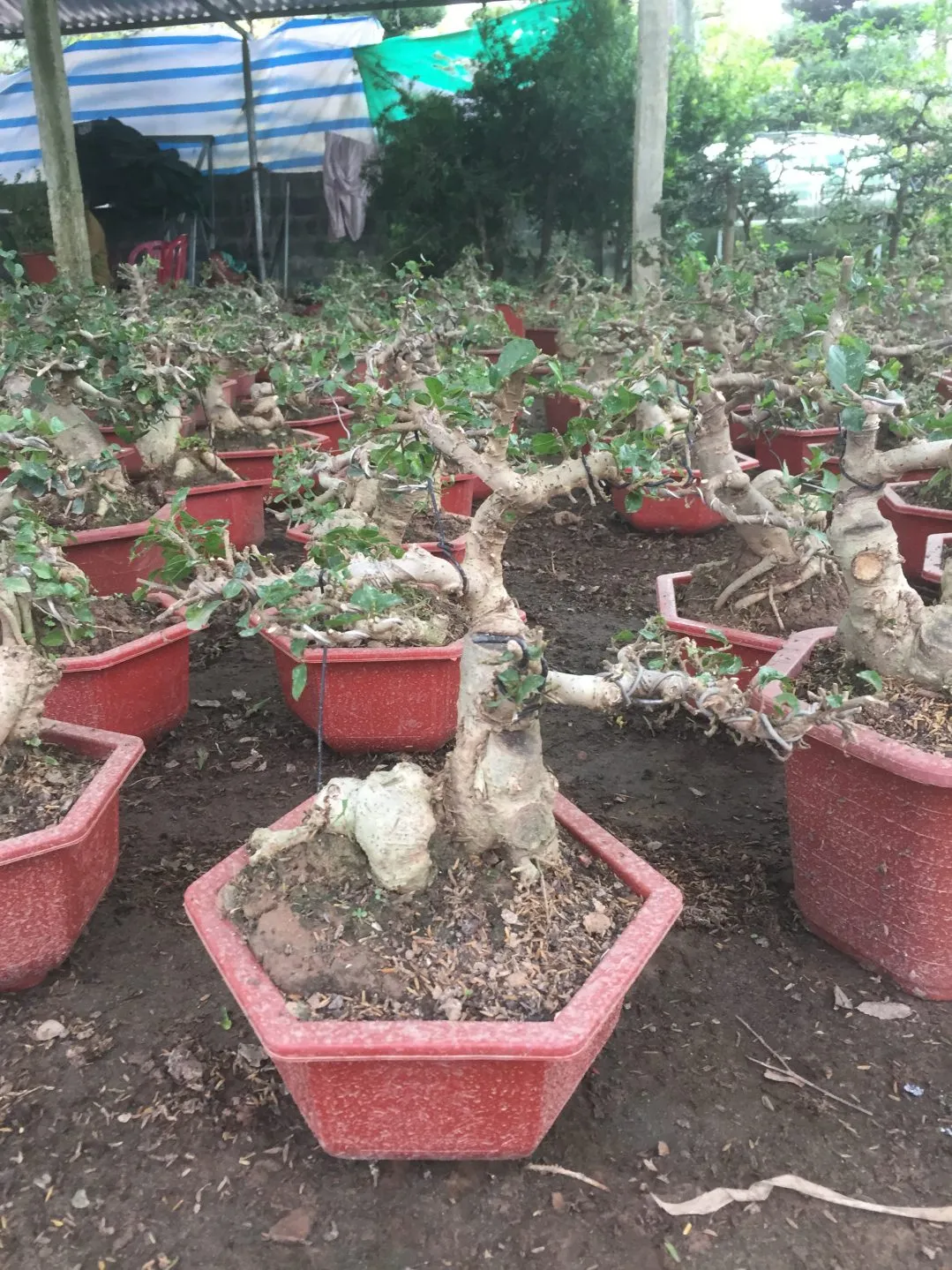 Cây Duối Bonsai Đẹp - Vườn Tinh Mộc
