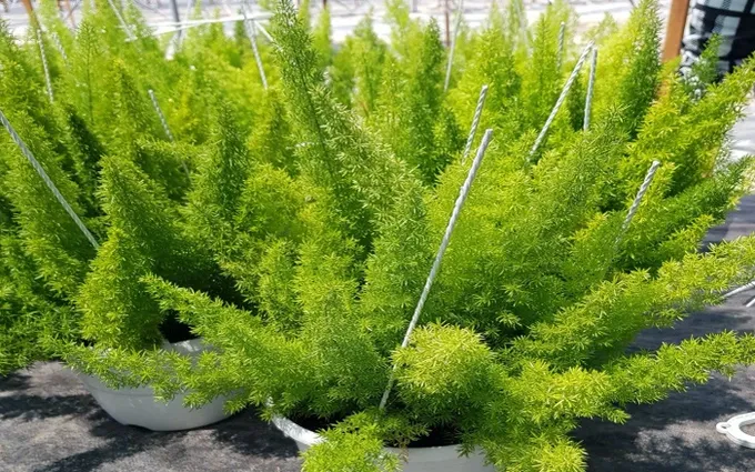 Cây đuôi chồn được đặt trong phòng khách tạo không gian xanh tươi