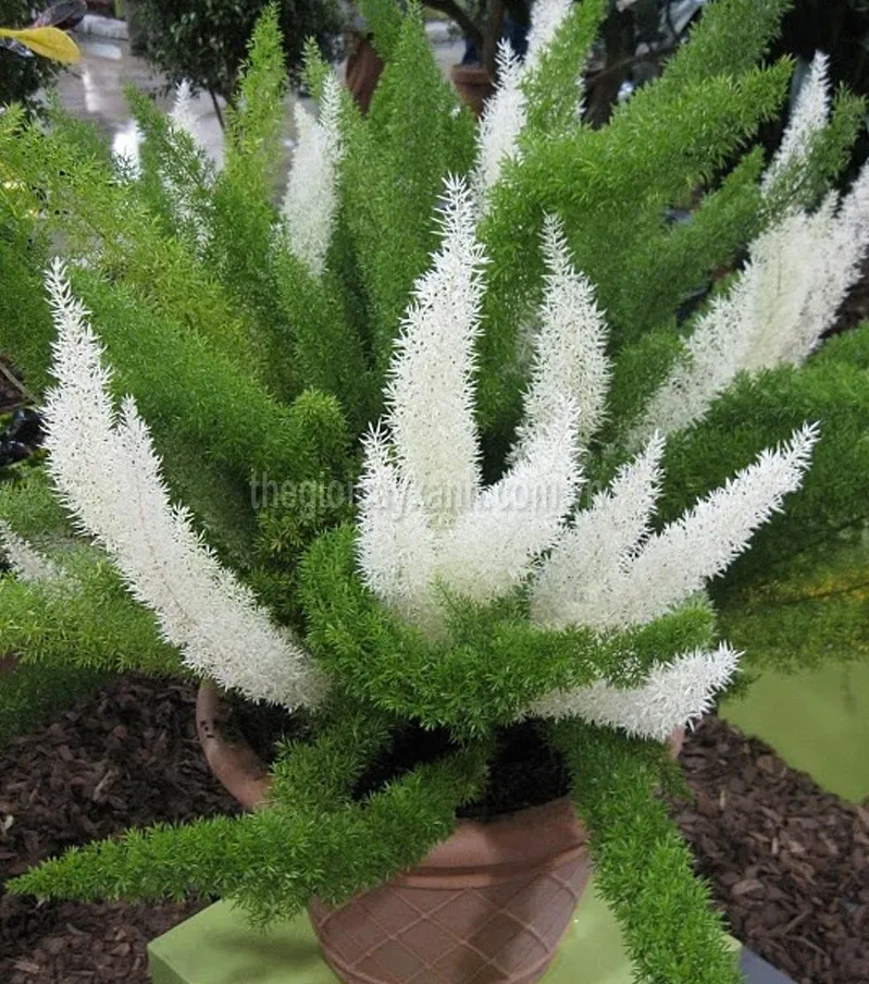 Cây đuôi chồn được trồng trong chậu, đặt trên bề mặt gỗ