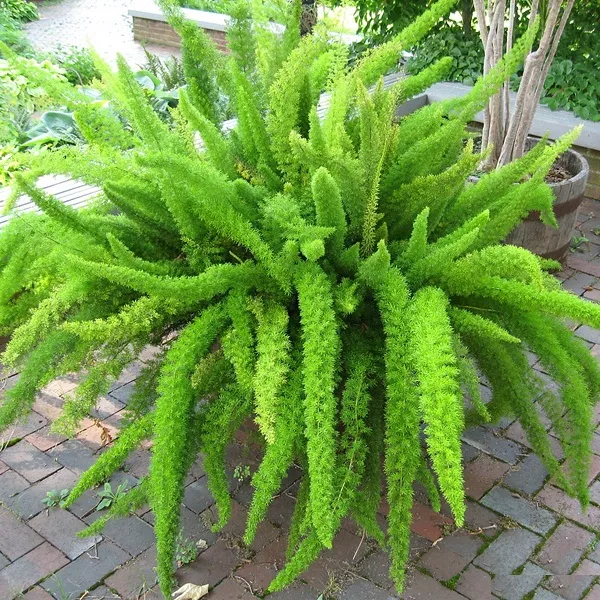 Cây đuôi chồn trồng trong chậu nhỏ, đặt trong không gian nội thất hiện đại