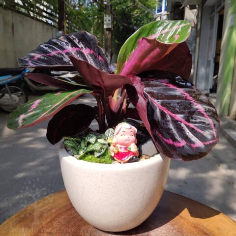 Hướng Dẫn Chi Tiết Cách Chăm Sóc Cây Đuôi Công Phát Triển Mạnh Mẽ