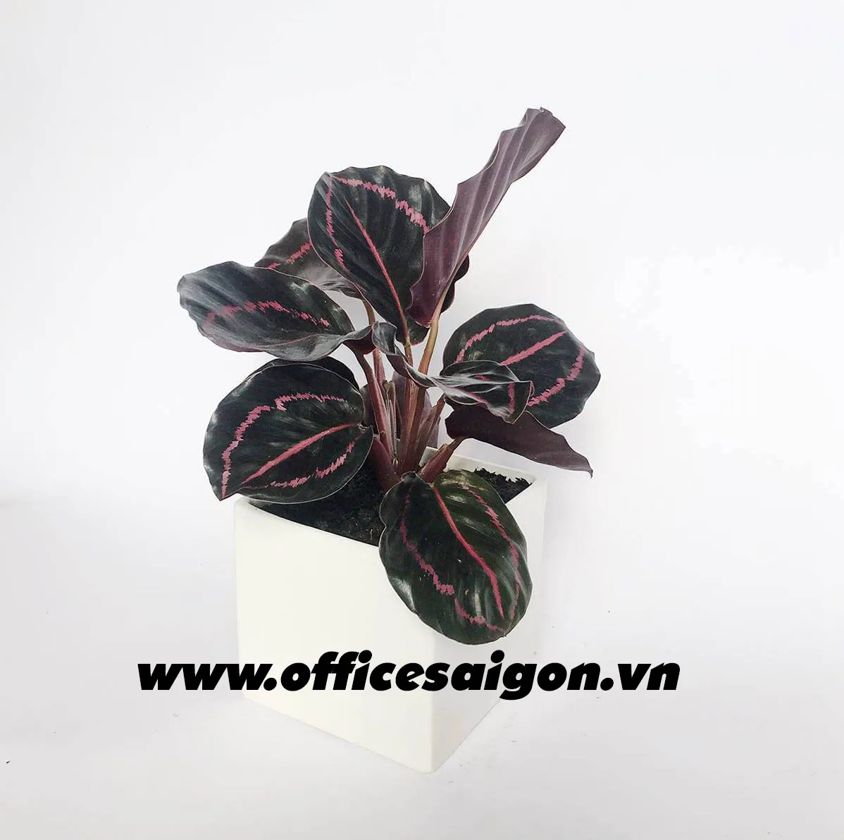 Cây Đuôi Công Tím Calathea Medallion với những chiếc lá màu tím nổi bật, minh họa cho cách chăm sóc cây đuôi công tím