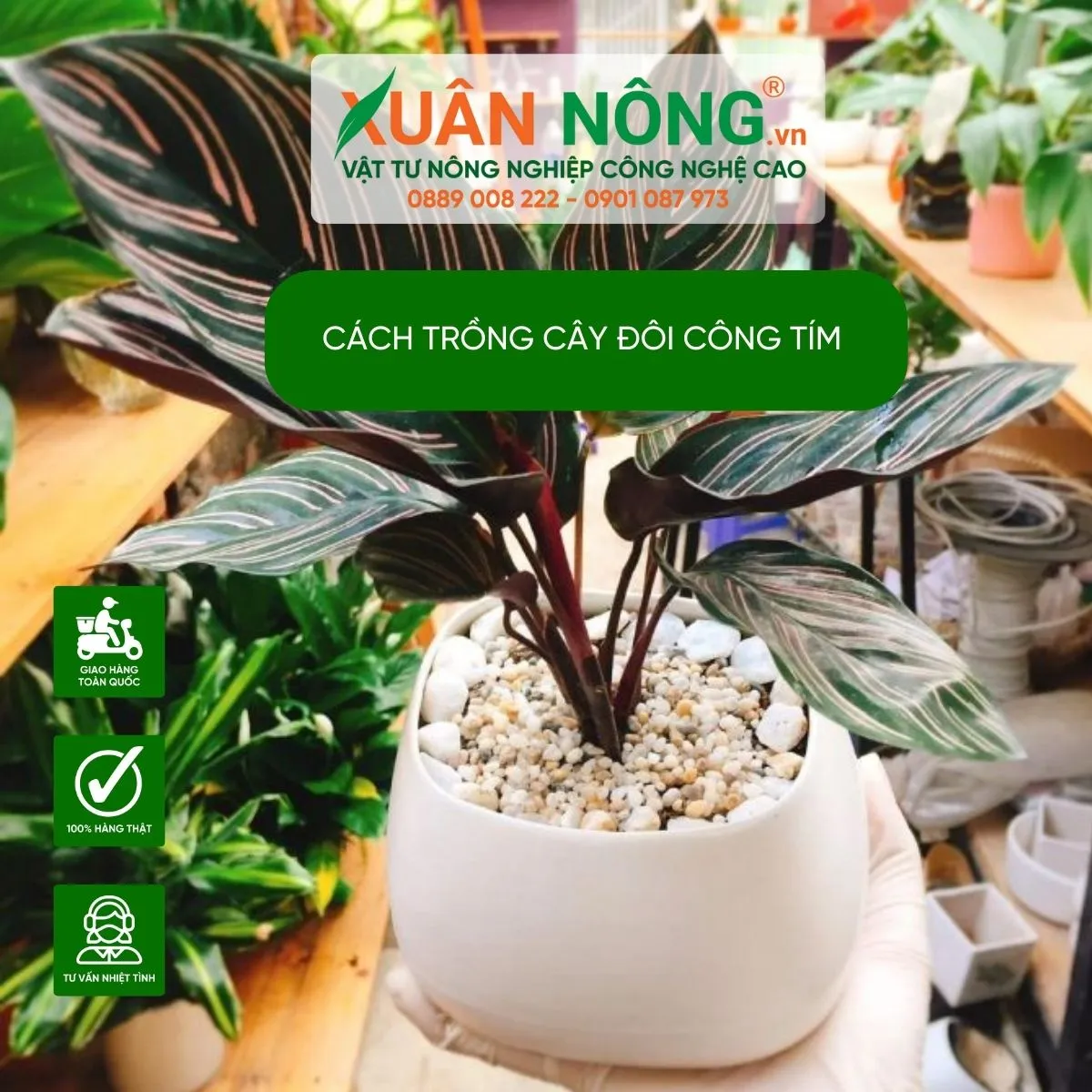 Cây đuôi công tím với nhiều công dụng trang trí và làm đẹp không gian sống