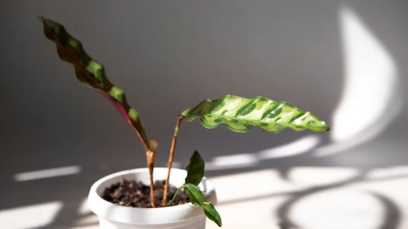 Cây đuôi phụng thường được trồng thành cụm để trang trí viền hoặc trồng chậu trong nhà