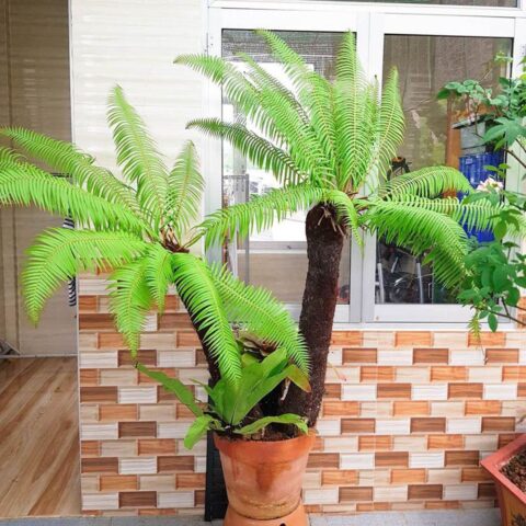 Cách Trồng Cây Dương Xỉ Trong Nhà Toàn Diện & Kỹ Thuật Chăm Sóc Đạt Chuẩn