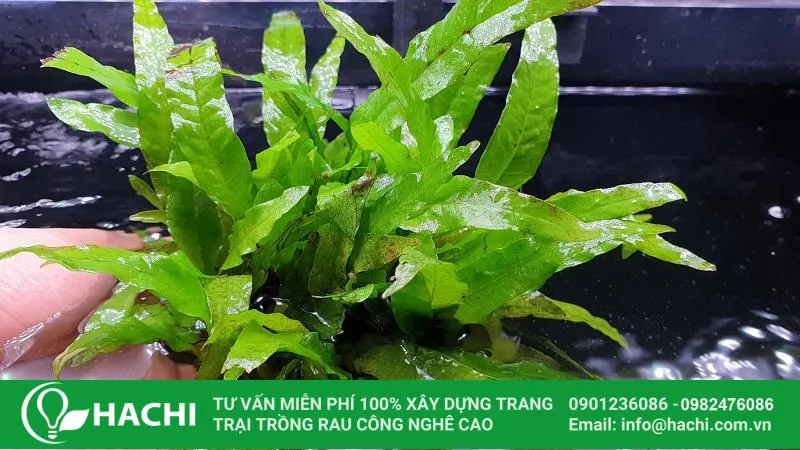 Cây dương xỉ Java thủy sinh là một trong những giống dễ trồng và phổ biến nhất hiện nay