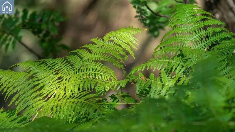 Cây dương xỉ nằm trong danh sách những cây không nên trồng trước nhà, dễ tích tụ ẩm mốc