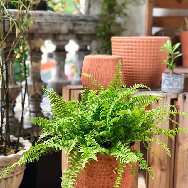 cây dương xỉ phù hợp với những người mệnh mộc