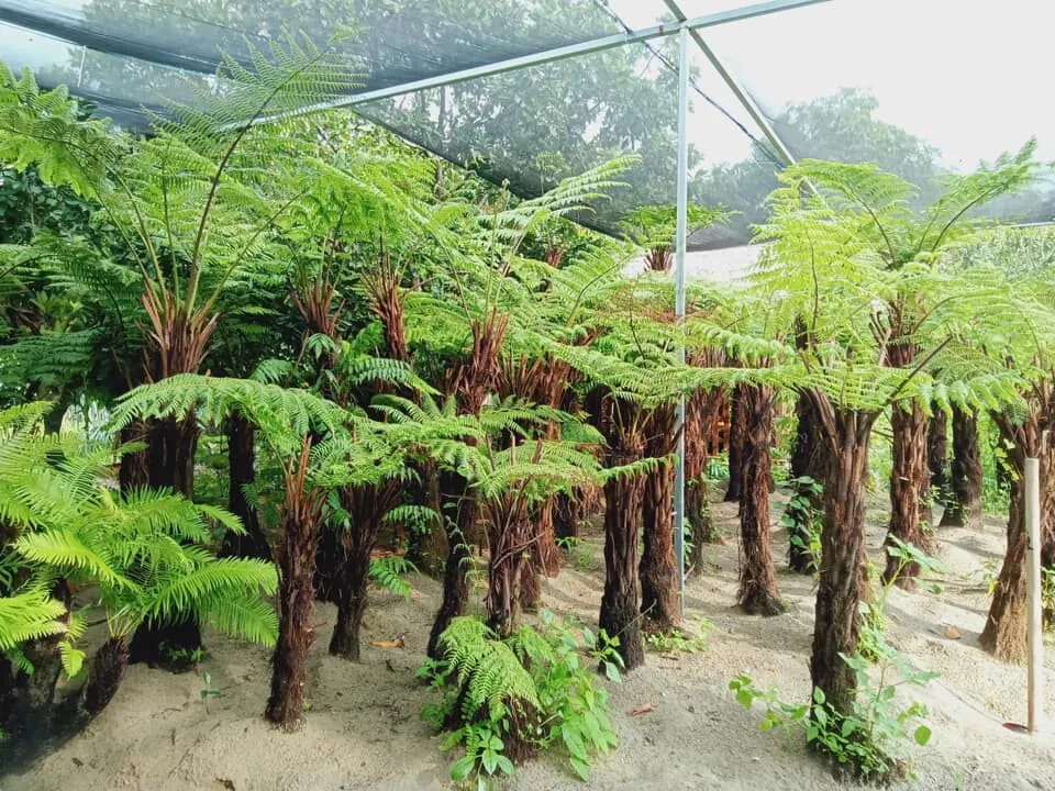 Cây dương xỉ thân gỗ có sức sống mạnh mẽ