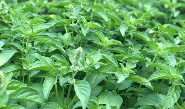 Cây é trắng (Ocimum basilicum var. pilosum) với lá xanh và thân vuông đặc trưng, minh họa chi tiết về cách trồng cây é trắng tại vườn nhà