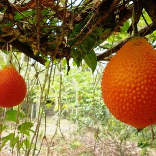 Cây gấc khỏe mạnh là mục tiêu của mọi quy trình chăm sóc