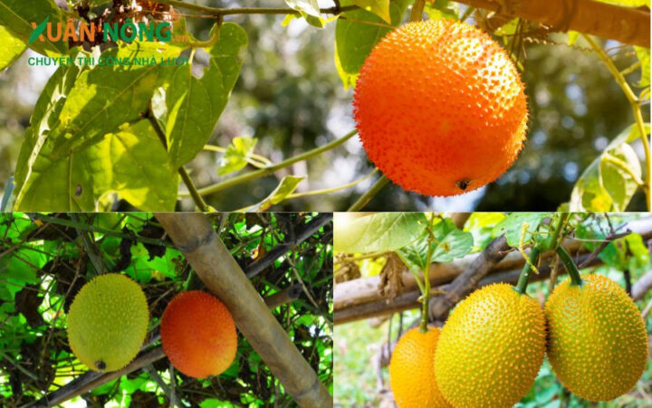 Cách Trồng Cây Khổ Qua Từ Hạt: Hướng Dẫn Chi Tiết A-Z Đạt Năng Suất Cao