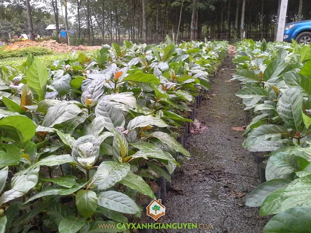 Cây Gáo Vàng được trồng tại đồi, cho thấy khả năng thích nghi và sinh trưởng